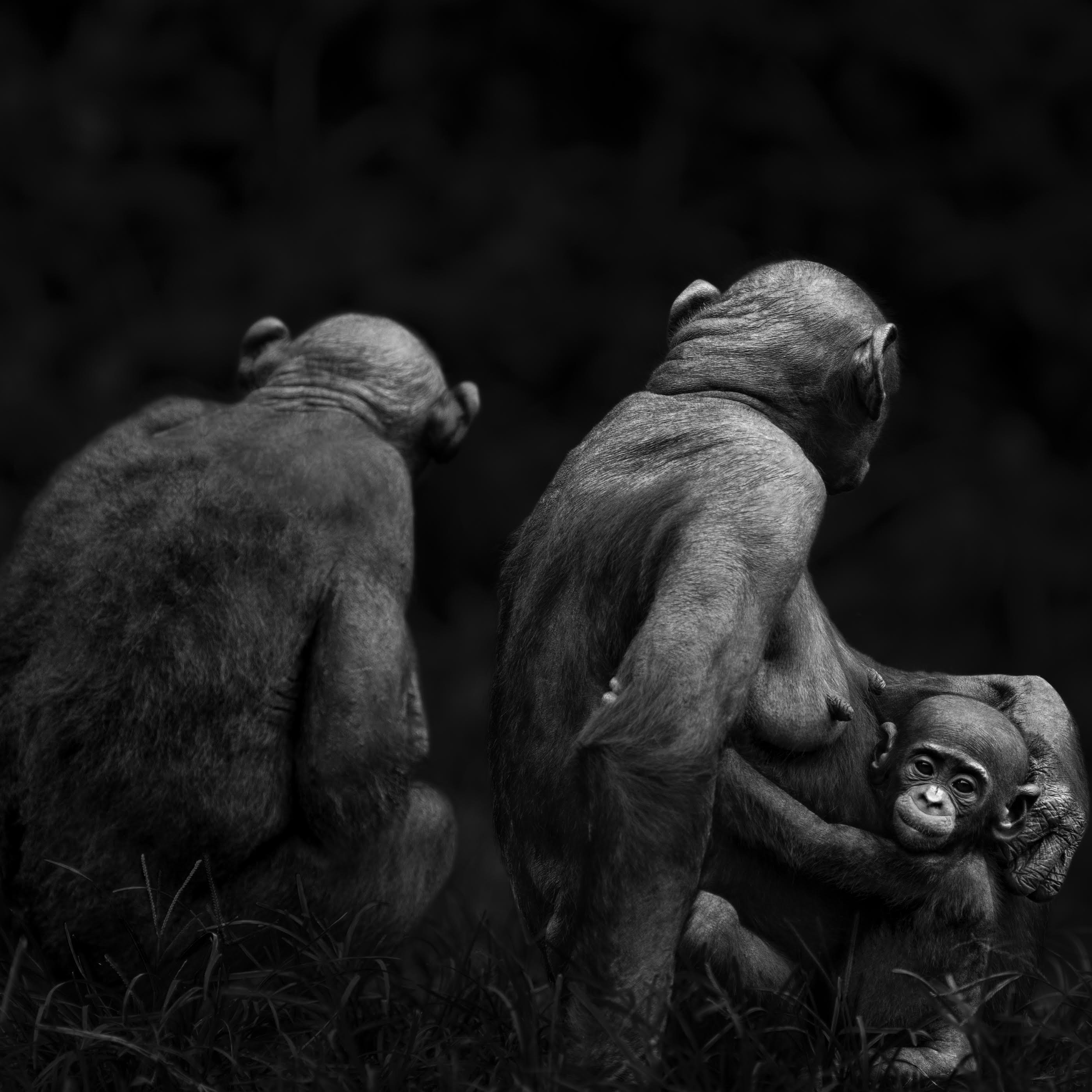 monkeys-1.jpg