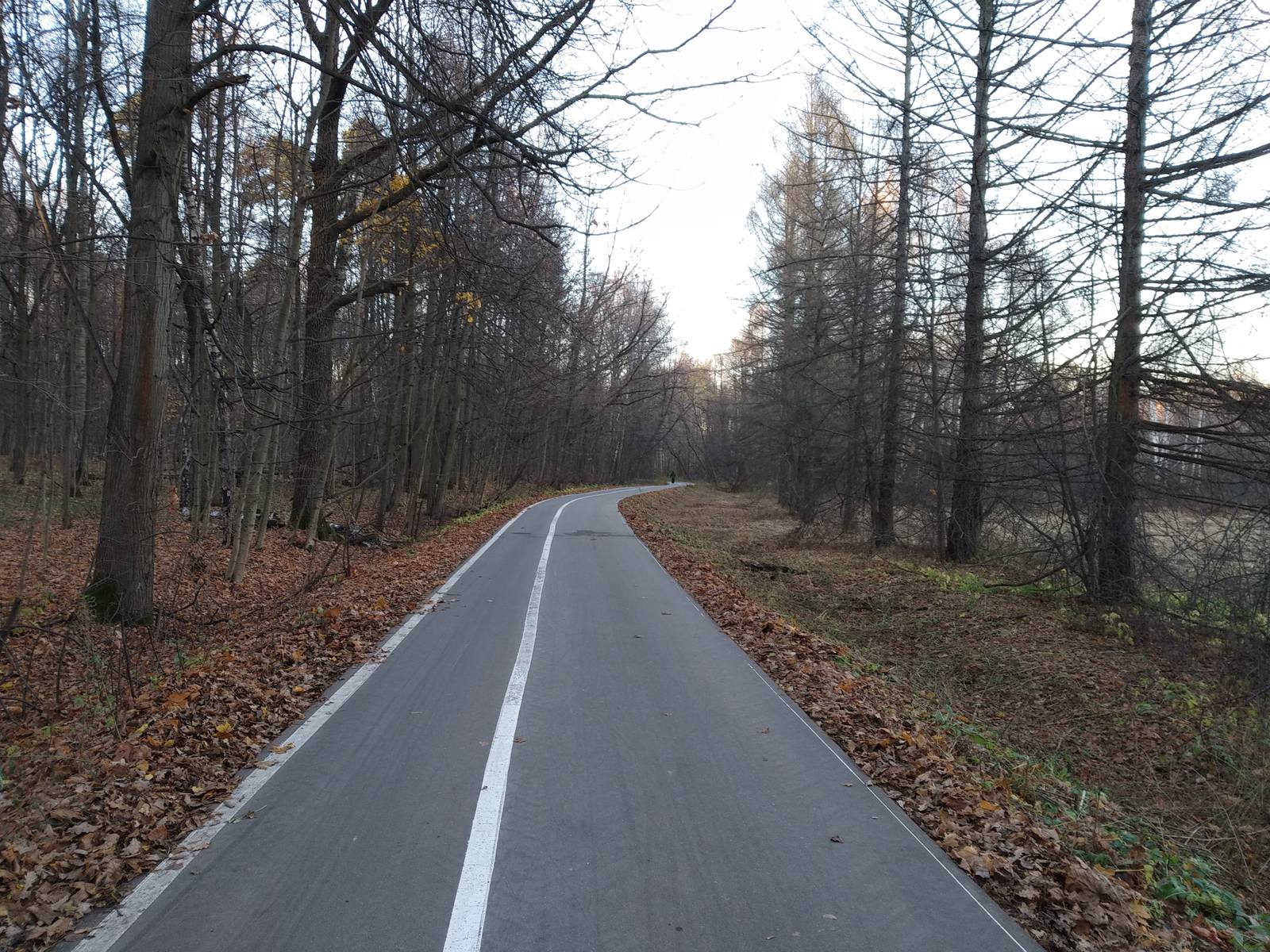 Аллея в районе Нижнесеребрянского болота