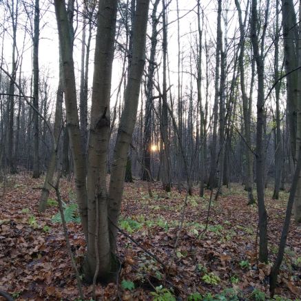 Район Нижнесеребрянского болота